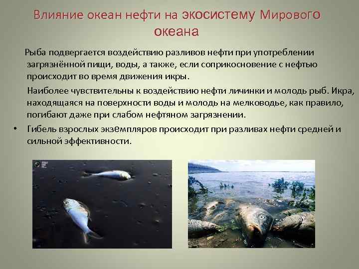 Влияние океан нефти на экосистему Мирового океана Рыба подвергается воздействию разливов нефти при употреблении