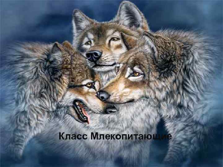 Класс Млекопитающие 