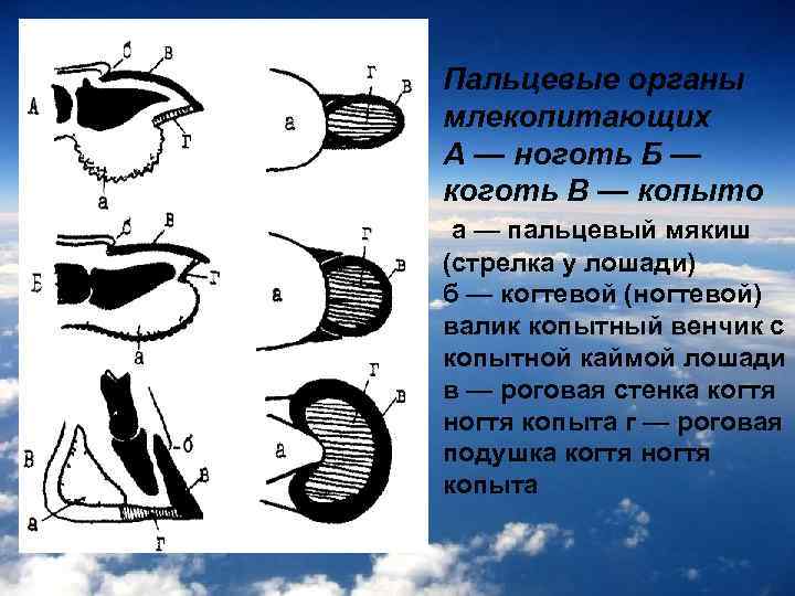 Пальцевые органы млекопитающих А — ноготь Б — коготь В — копыто а —