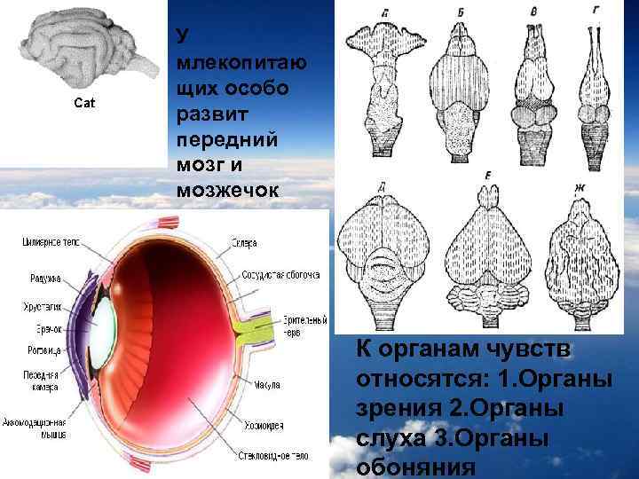 У млекопитаю щих особо развит передний мозг и мозжечок К органам чувств относятся: 1.