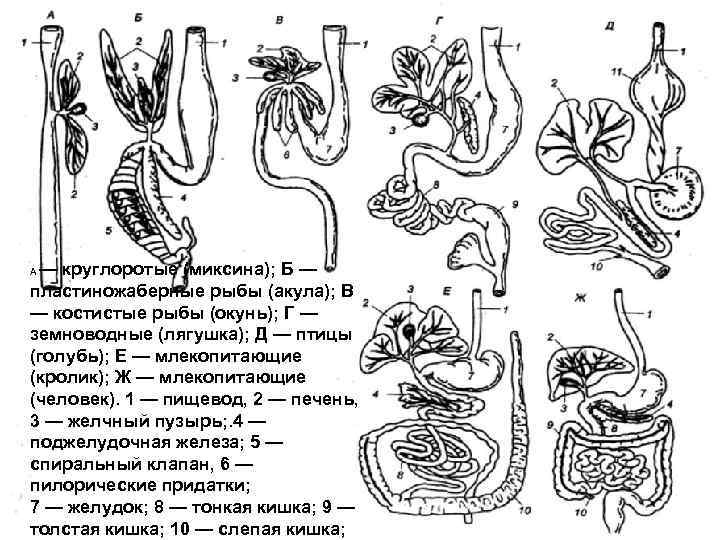 Млекопитающие без желудка. Пилорические придатки желудка рыбы. Пилорические придатки у скумбрии. Пилорические придатки костных рыб. Пилорические придатки у рыб.