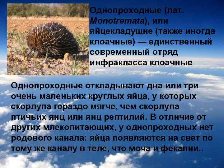 Однопроходные (лат. Monotremata), или яйцекладущие (также иногда клоачные) — единственный современный отряд инфракласса клоачные