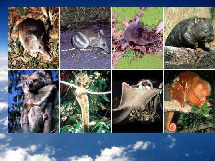 Особенности сумчатых млекопитающих. Сумчатые представители. Семейство сумчатых представители. Образ жизни сумчатых.