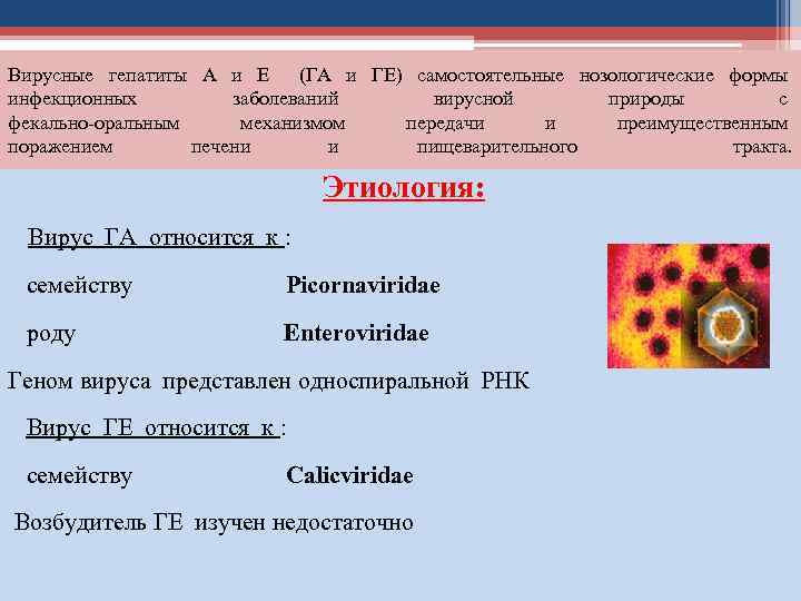 Вирусные гепатиты А и Е (ГА и ГЕ) самостоятельные нозологические формы инфекционных заболеваний вирусной