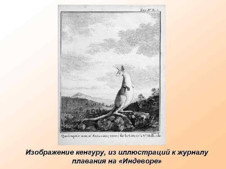 Изображение кенгуру, из иллюстраций к журналу плавания на «Индеворе» 