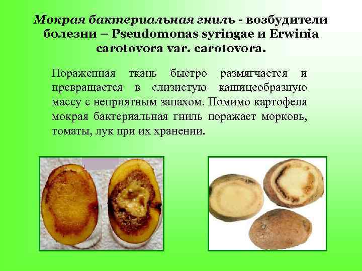 Мокрая бактериальная гниль - возбудители болезни – Pseudomonas syringae и Erwinia carotovora var. carotovora.