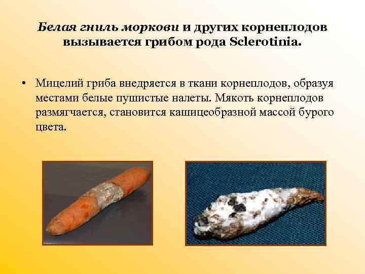 Белая гниль моркови и других корнеплодов вызывается грибом рода Sclerotinia. • Мицелий гриба внедряется