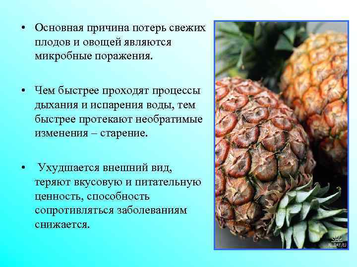  • Основная причина потерь свежих плодов и овощей являются микробные поражения. • Чем