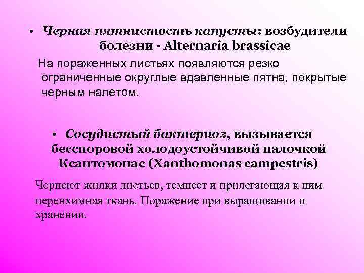  • Черная пятнистость капусты: возбудители болезни - Alternaria brassicae На пораженных листьях появляются