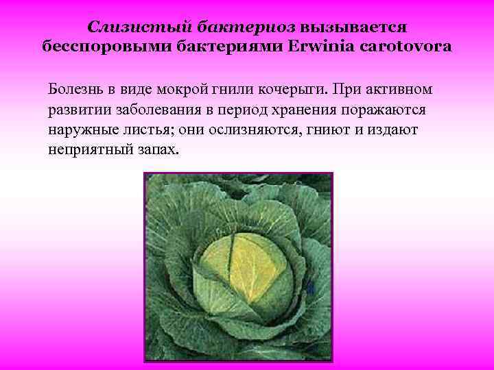 Слизистый бактериоз вызывается бесспоровыми бактериями Erwinia carotovora Болезнь в виде мокрой гнили кочерыги. При