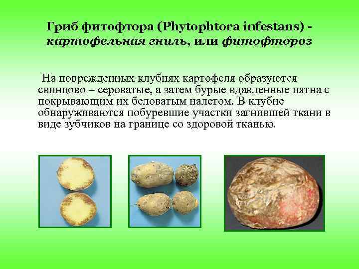 Гриб фитофтора (Phytophtora infestans) картофельная гниль, или фитофтороз На поврежденных клубнях картофеля образуются свинцово