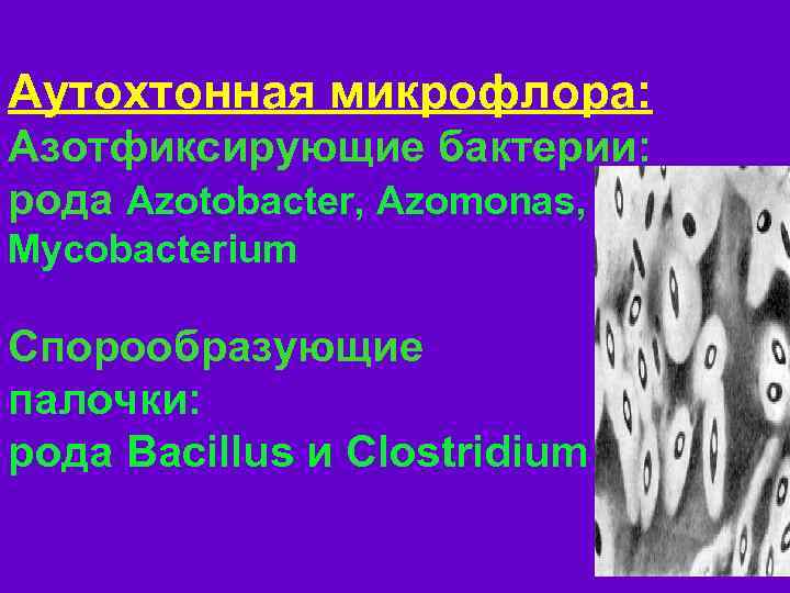 Аутохтонная микрофлора: Азотфиксирующие бактерии: рода Azotobacter, Azomonas, Mycobacterium Спорообразующие палочки: рода Bacillus и Clostridium