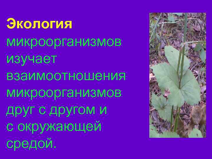 Экология микроорганизмов изучает взаимоотношения микроорганизмов друг с другом и с окружающей средой. 