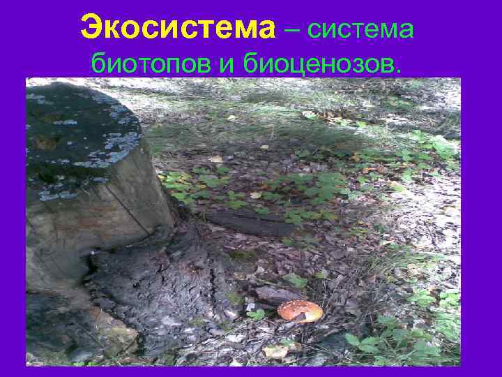Экосистема – система биотопов и биоценозов. 