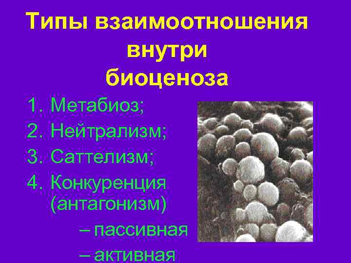 Типы взаимоотношения внутри биоценоза 1. 2. 3. 4. Метабиоз; Нейтрализм; Саттелизм; Конкуренция (антагонизм) –