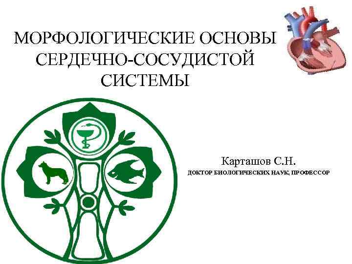 МОРФОЛОГИЧЕСКИЕ ОСНОВЫ СЕРДЕЧНО-СОСУДИСТОЙ СИСТЕМЫ Карташов С. Н. ДОКТОР БИОЛОГИЧЕСКИХ НАУК, ПРОФЕССОР 1 