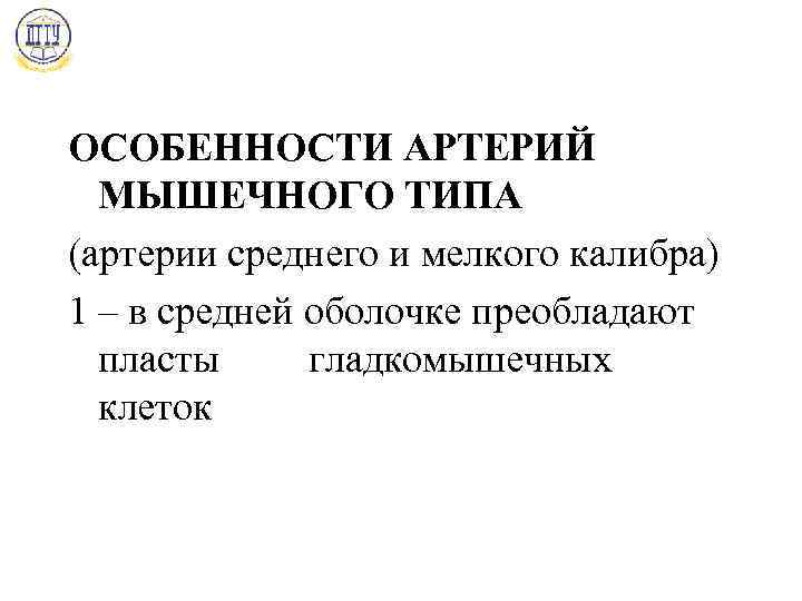 ОСОБЕННОСТИ АРТЕРИЙ МЫШЕЧНОГО ТИПА (артерии среднего и мелкого калибра) 1 – в средней оболочке