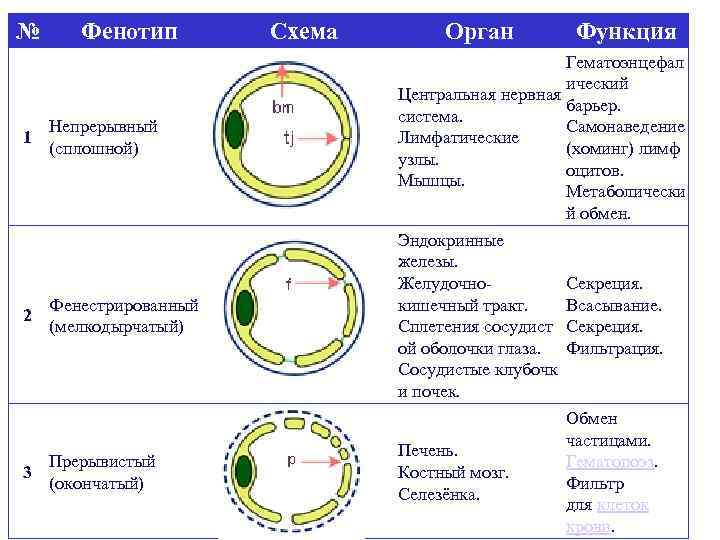 № Фенотип 1 Непрерывный (сплошной) 2 Фенестрированный (мелкодырчатый) 3 Прерывистый (окончатый) Схема Орган Функция