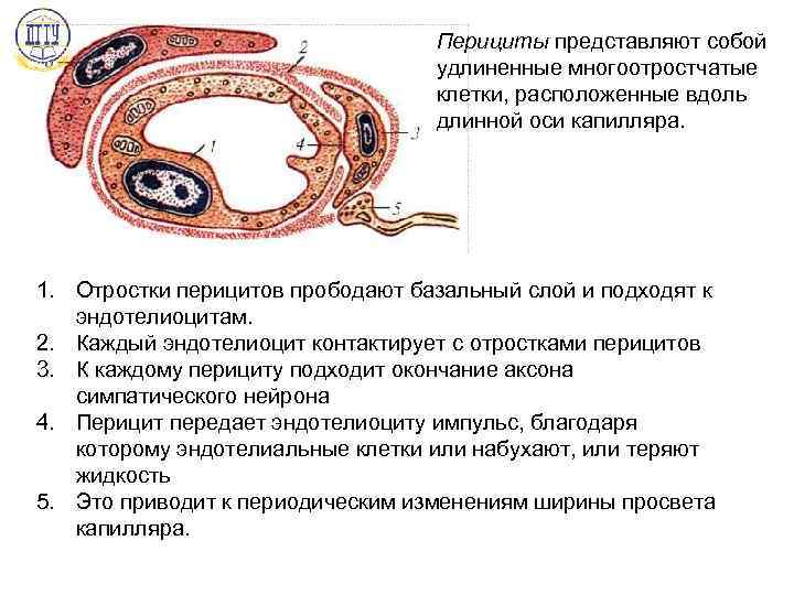 Перициты в стенке капилляров