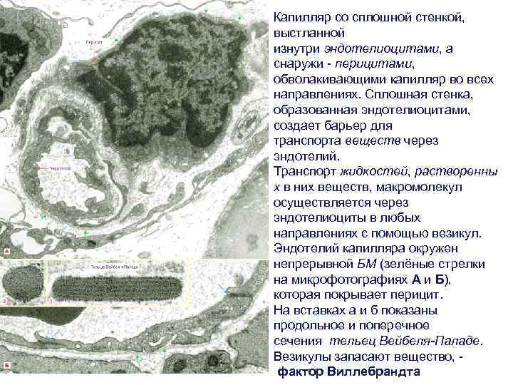 Капилляр со сплошной стенкой, выстланной изнутри эндотелиоцитами, а снаружи - перицитами, обволакивающими капилляр во