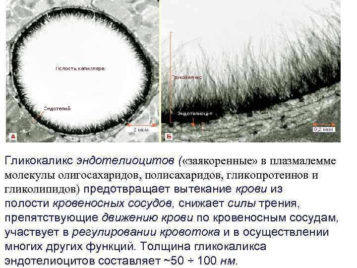 Гликокаликс эндотелиоцитов ( «заякоренные» в плазмалемме молекулы олигосахаридов, полисахаридов, гликопротеинов и гликолипидов) предотвращает вытекание