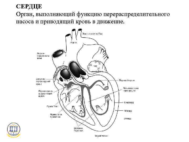 СЕРДЦЕ Орган, выполняющий функцию перераспределительного насоса и приводящий кровь в движение. 