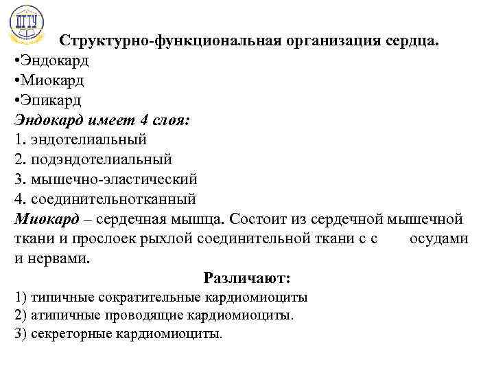 Структурно-функциональная организация сердца. • Эндокард • Миокард • Эпикард Эндокард имеет 4 слоя: 1.