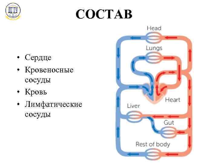 СОСТАВ • Сердце • Кровеносные сосуды • Кровь • Лимфатические сосуды 