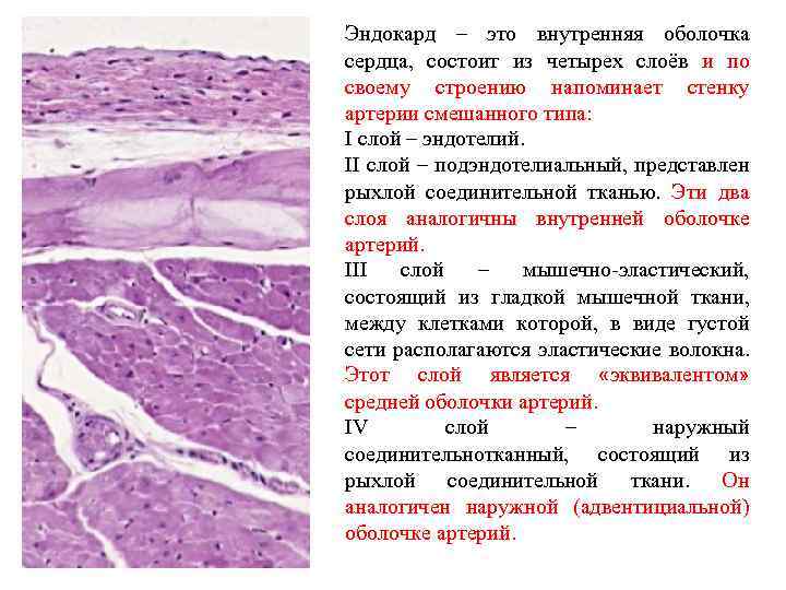 Смешанные артерии