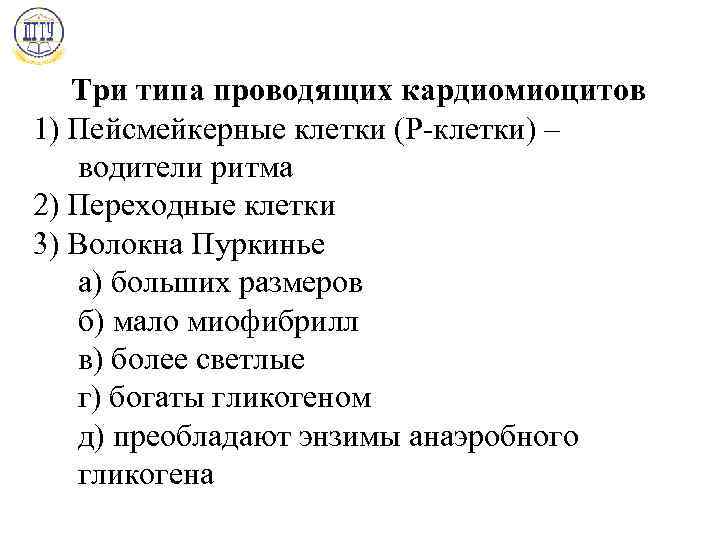 Три типа проводящих кардиомиоцитов 1) Пейсмейкерные клетки (Р-клетки) – водители ритма 2) Переходные клетки