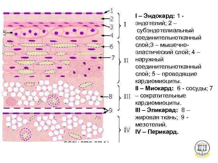 I – Эндокард: 1 - эндотелий; 2 – субэндотелиальный соединительнотканный слой; 3 – мышечно-