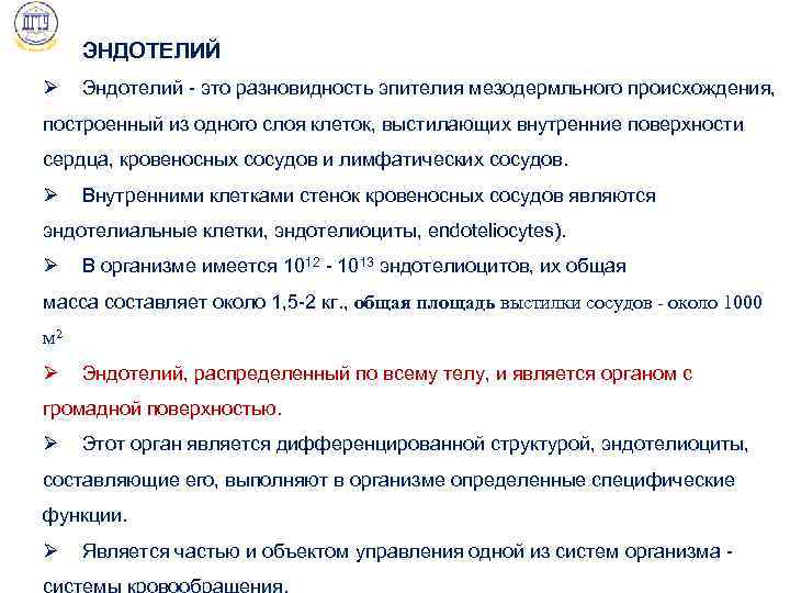 ЭНДОТЕЛИЙ Ø Эндотелий - это разновидность эпителия мезодермльного происхождения, построенный из одного слоя клеток,
