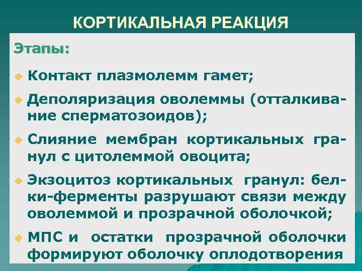 КОРТИКАЛЬНАЯ РЕАКЦИЯ Этапы: u u u Контакт плазмолемм гамет; Деполяризация оволеммы (отталкивание сперматозоидов); Слияние