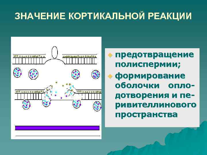 ЗНАЧЕНИЕ КОРТИКАЛЬНОЙ РЕАКЦИИ предотвращение полиспермии; u формирование оболочки оплодотворения и перивителлинового пространства u 