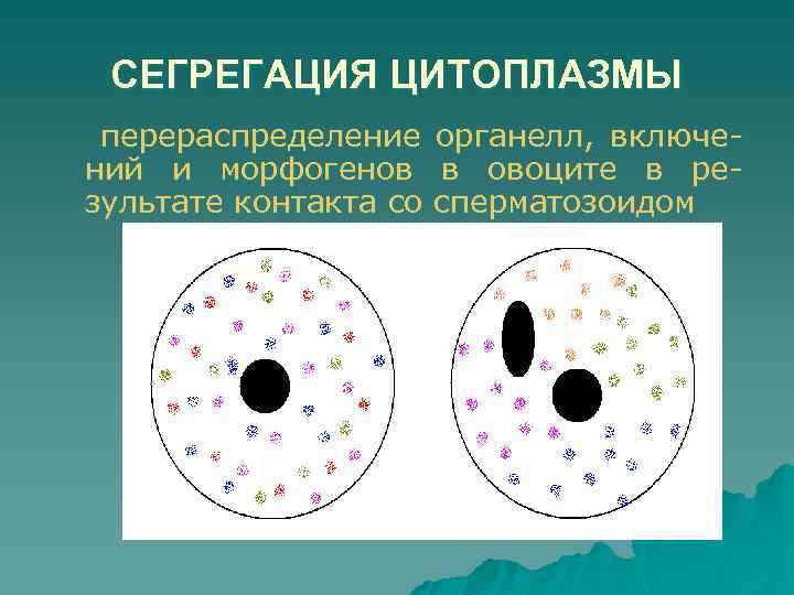 СЕГРЕГАЦИЯ ЦИТОПЛАЗМЫ перераспределение ний и морфогенов зультате контакта со органелл, включев овоците в респерматозоидом