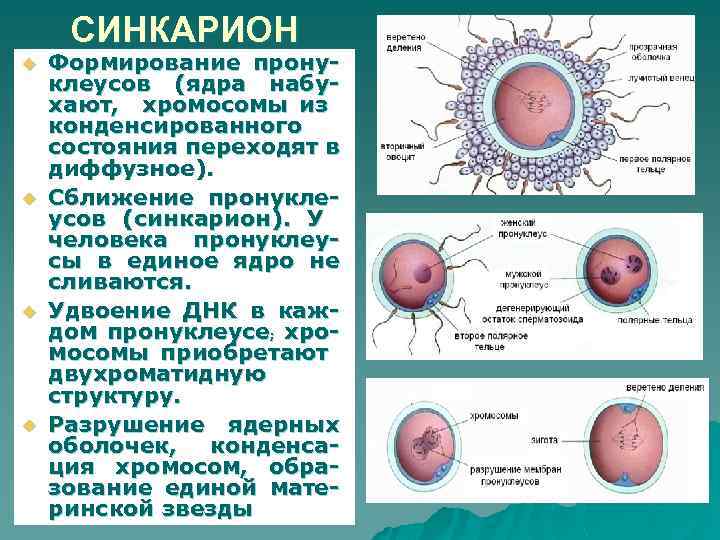 СИНКАРИОН u u Формирование пронуклеусов (ядра набухают, хромосомы из конденсированного состояния переходят в диффузное).