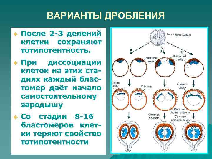 ВАРИАНТЫ ДРОБЛЕНИЯ u После 2 -3 делений клетки сохраняют тотипотентность. u При диссоциации клеток