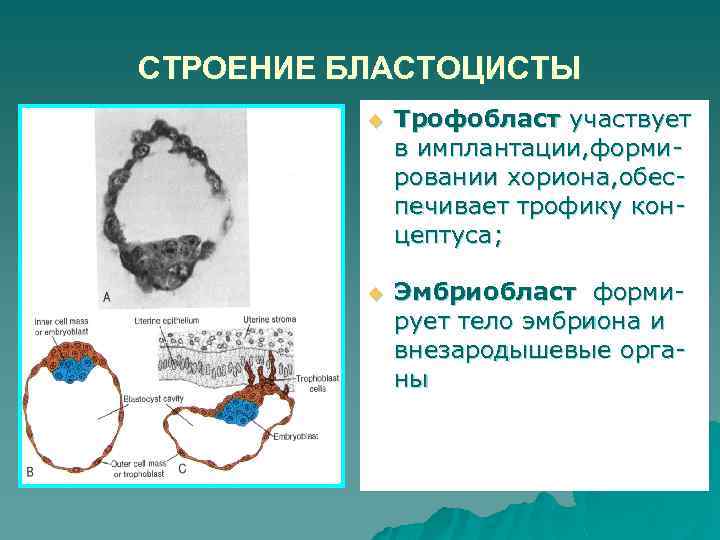 Бластоциста у ребенка