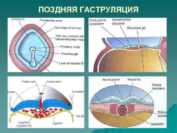 ПОЗДНЯЯ ГАСТРУЛЯЦИЯ 