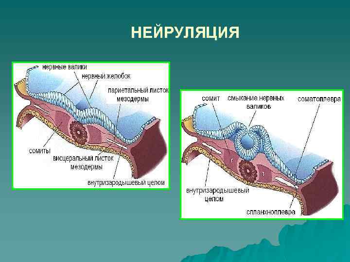 НЕЙРУЛЯЦИЯ 