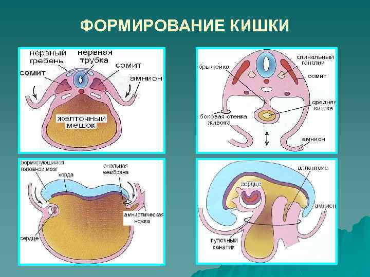 ФОРМИРОВАНИЕ КИШКИ 