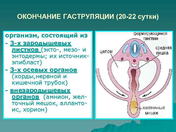 ОКОНЧАНИЕ ГАСТРУЛЯЦИИ (20 -22 сутки) организм, состоящий из - 3 -х зародышевых листков (экто-,