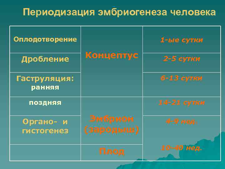 Периодизация эмбриогенеза человека Оплодотворение Дробление 1 -ые сутки Концептус 2 -5 сутки Гаструляция: 6