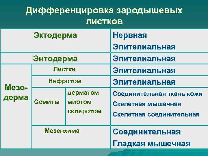 Дифференцировка зародышевых листков Эктодерма Энтодерма Листки Мезодерма Нефротом Сомиты дерматом миотом склеротом Мезенхима Нервная