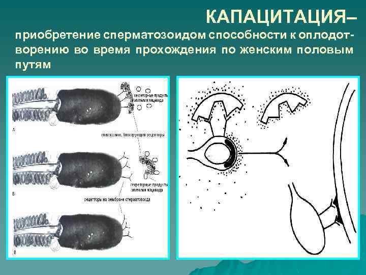 КАПАЦИТАЦИЯ– приобретение сперматозоидом способности к оплодотворению во время прохождения по женским половым путям 