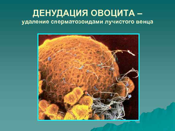 ДЕНУДАЦИЯ ОВОЦИТА – удаление сперматозоидами лучистого венца 