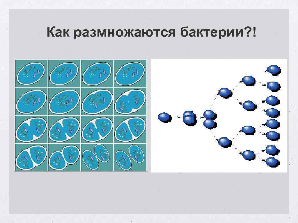 Как размножаются бактерии. Настоящие бактерии размножаются. С помощью чего размножаются бактерии. 9. Как размножаются бактерии.