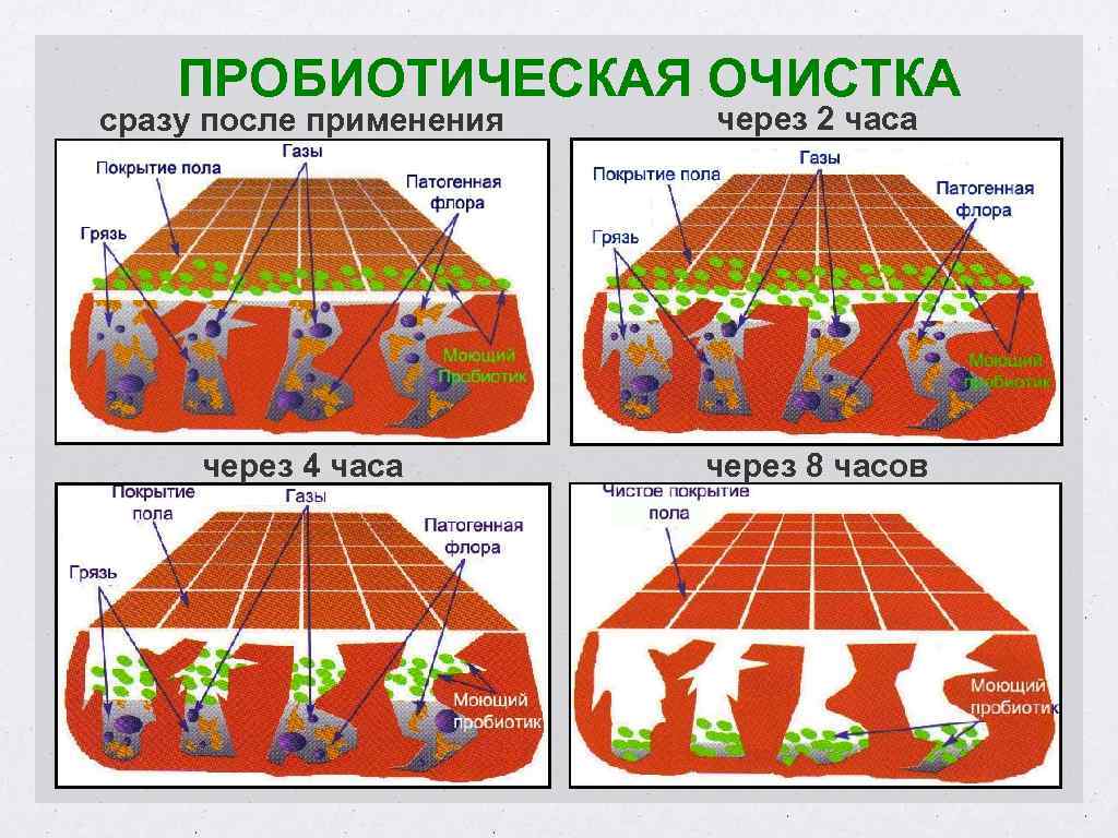 ПРОБИОТИЧЕСКАЯ ОЧИСТКА сразу после применения через 2 часа через 4 часа через 8 часов