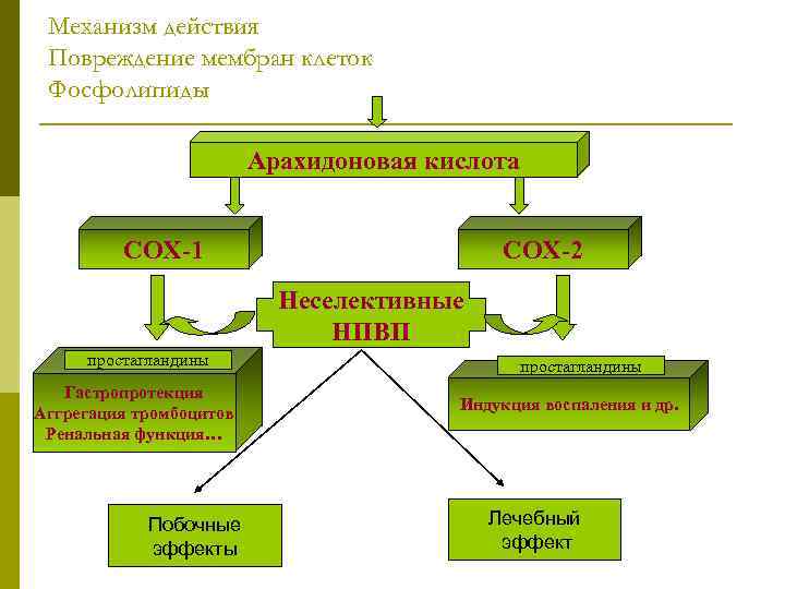 Механизм действия Повреждение мембран клеток Фосфолипиды Арахидоновая кислота COX-1 COX-2 Неселективные НПВП простагландины Гастропротекция