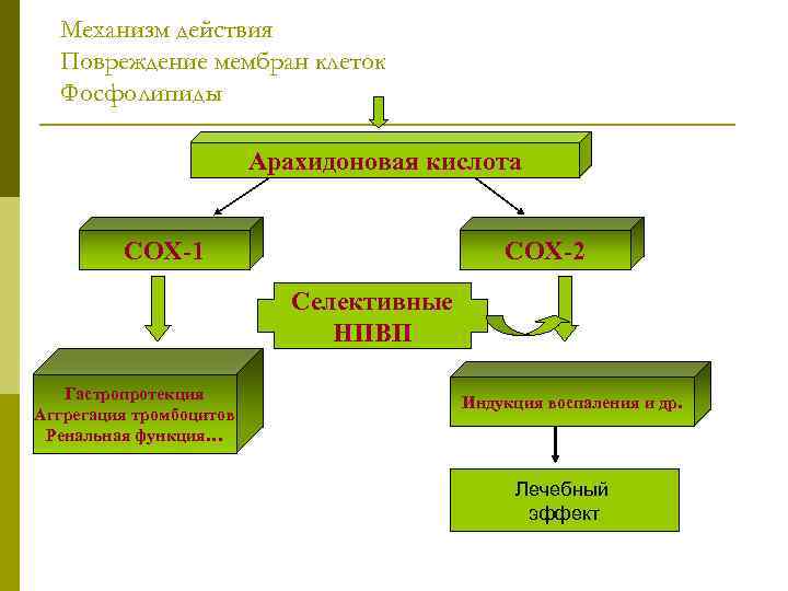 Механизм действия Повреждение мембран клеток Фосфолипиды Арахидоновая кислота COX-1 COX-2 Селективные НПВП Гастропротекция Аггрегация